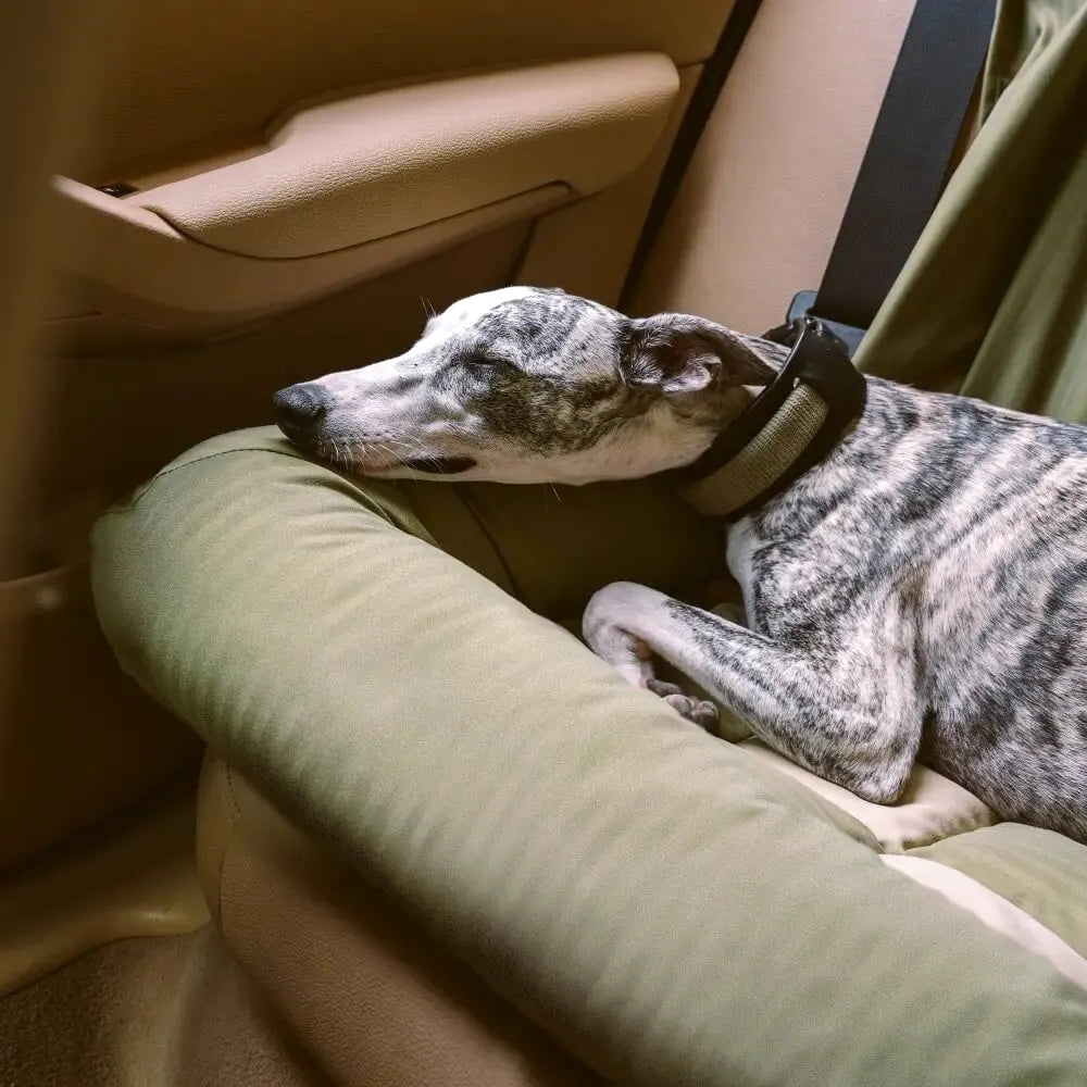 Panier pour chien voiture : comment choisir selon la taille et la race ?