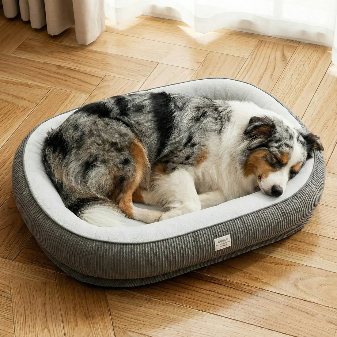 Panier berger australien : quelle taille et quel modèle choisir pour ce chien actif ?