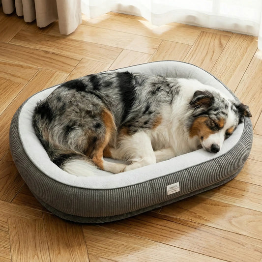 Panier berger australien : quelle taille et quel modèle choisir pour ce chien actif ?