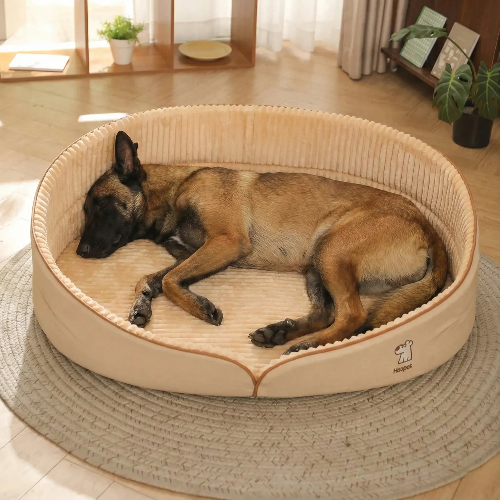 Un malinois confortablement installé dans sa housse de matelas pour chien